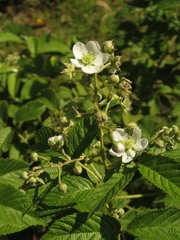 Rubus floribundus