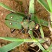 Cicindela campestris atlantis - Photo (c) michi1, some rights reserved (CC BY-NC), uploaded by michi1