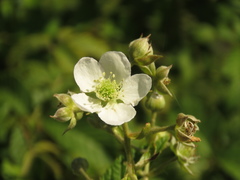 Rubus floribundus