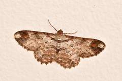 Iridopsis appetens