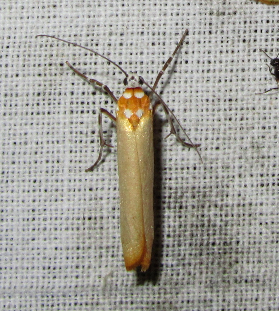 Atteva subaurata