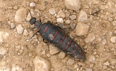 Berberomeloe maculifrons