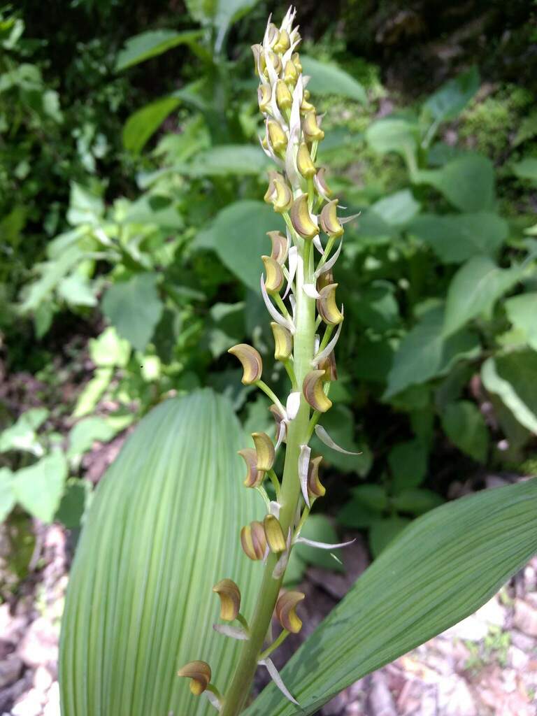 Govenia dressleriana