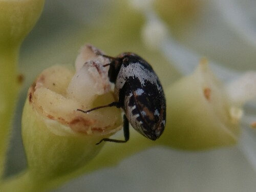 Bird Nest Carpet Beetle, Groesbeek, Nederland, photo 6 of 10