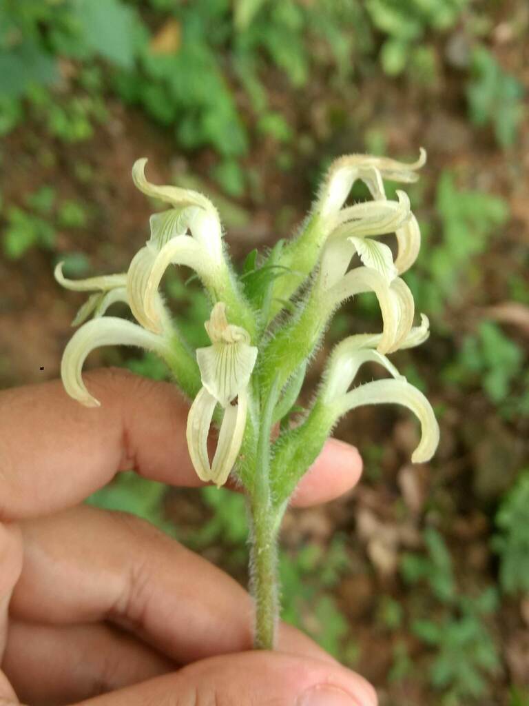 Sarcoglottis rosulata