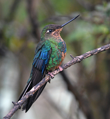 Pterophanes cyanopterus
