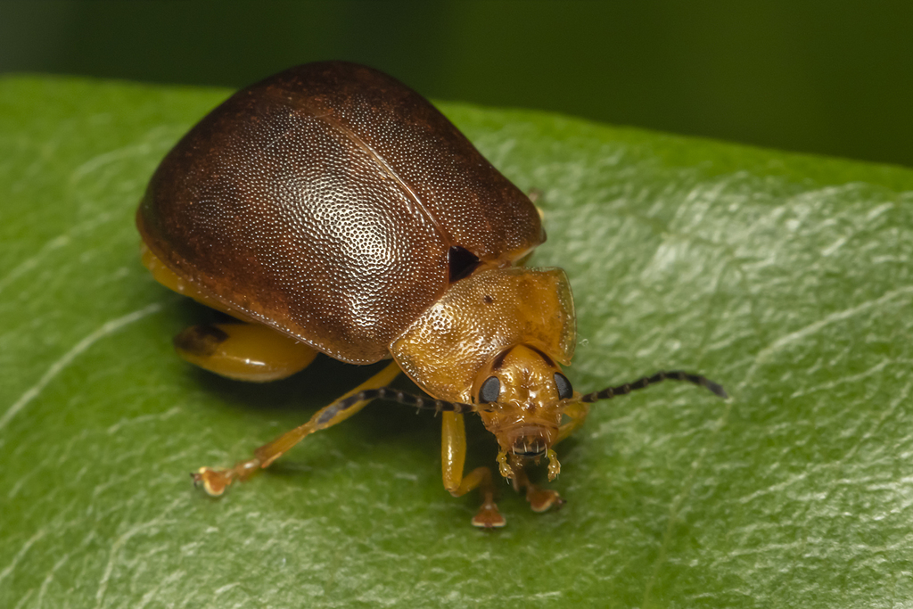 Paranaita opima