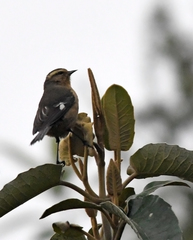 Conirostrum cinereum