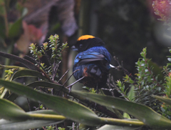 Iridosornis rufivertex