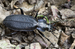 Carabus koltzei