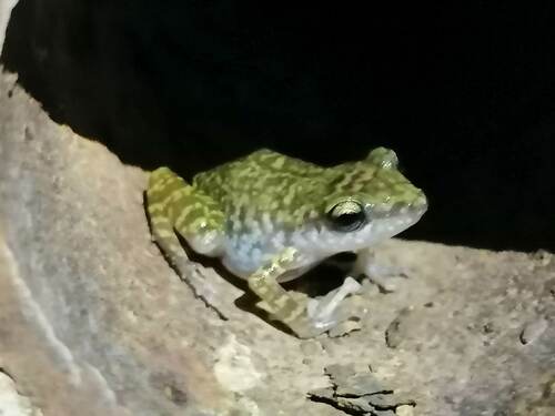 Sinaloa Piping Frog, Eleutherodactylus interorbitalis