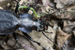 Carabus koltzei