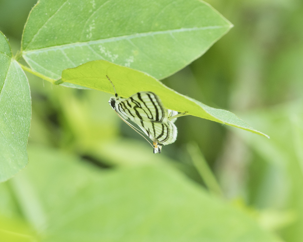 Zebra Conchylodes Moth from Montgomery County, OH, USA on June 10, 2023