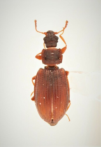 Enicmus histrio