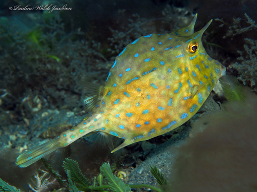 Scrawled Cowfish