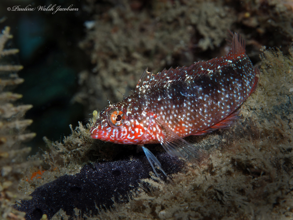Rosy Blenny