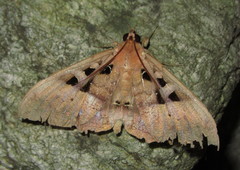 Ischyja