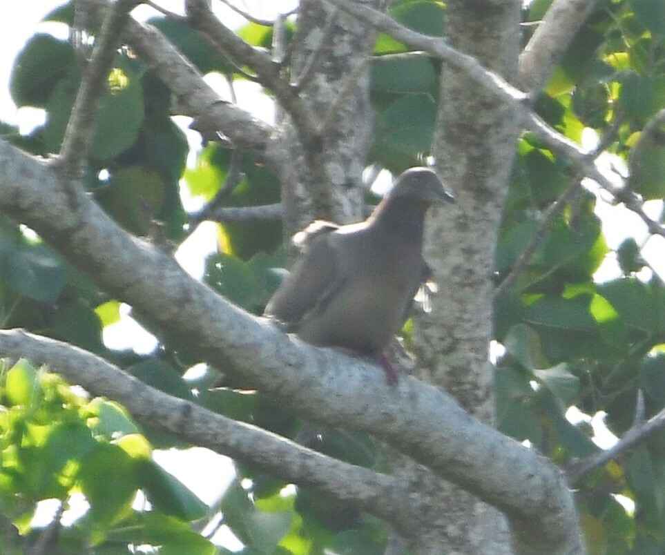 Plain Pigeon (Patagioenas inornata), photo 9