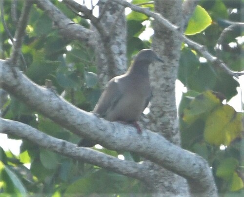 Plain Pigeon (Patagioenas inornata), photo 9