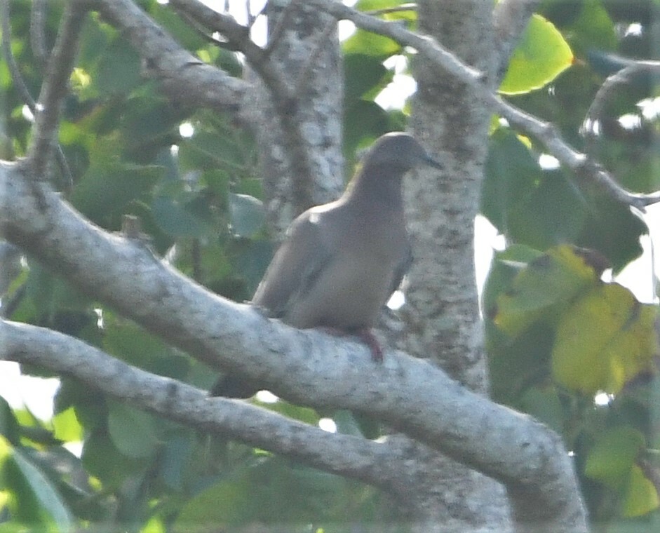 Plain Pigeon (Patagioenas inornata), photo 10