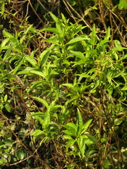 Chromolaena perglabra