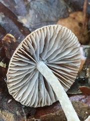 Psathyrella frustulenta