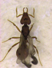 Strumigenys perplexa