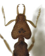 Strumigenys perplexa