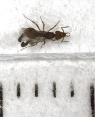 Strumigenys perplexa