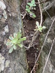 Aeonium arboreum subsp. holochrysum image