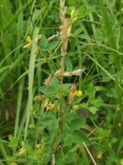 Medicago carstiensis