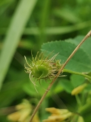 (c) Ljaž, some rights reserved (CC BY) Medicago carstiensis, photograph (c) Ljaž, some rights reserved (CC BY)