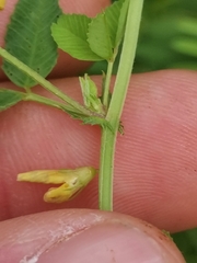 (c) Ljaž, some rights reserved (CC BY) Medicago carstiensis, photograph (c) Ljaž, some rights reserved (CC BY)