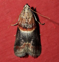 Acrobasis demotella