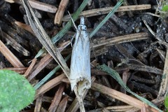 Crambus lathoniellus