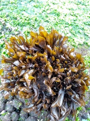 Mazzaella laminarioides