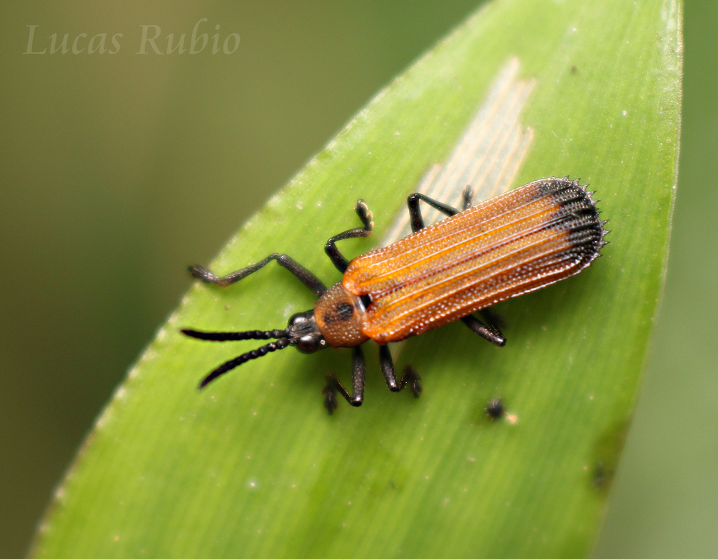 Chalepus flaveolus