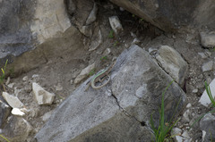 Darevskia brauneri brauneri