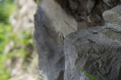 Darevskia brauneri brauneri