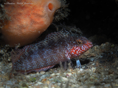 Rosy Blenny photo 4