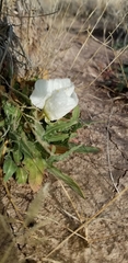 Oenothera albicaulis