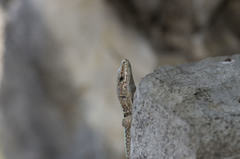 Darevskia brauneri brauneri