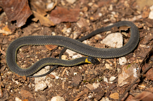 Ringneck Coffee Snake