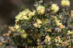 Melaleuca thymoides