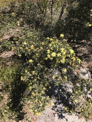 Melaleuca thymoides