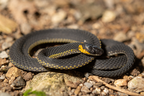Ringneck Coffee Snake
