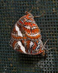 Cethosia penthesilea