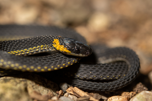 Ringneck Coffee Snake