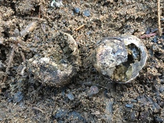 Rhizopogonaceae
