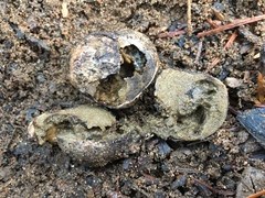 Rhizopogonaceae
